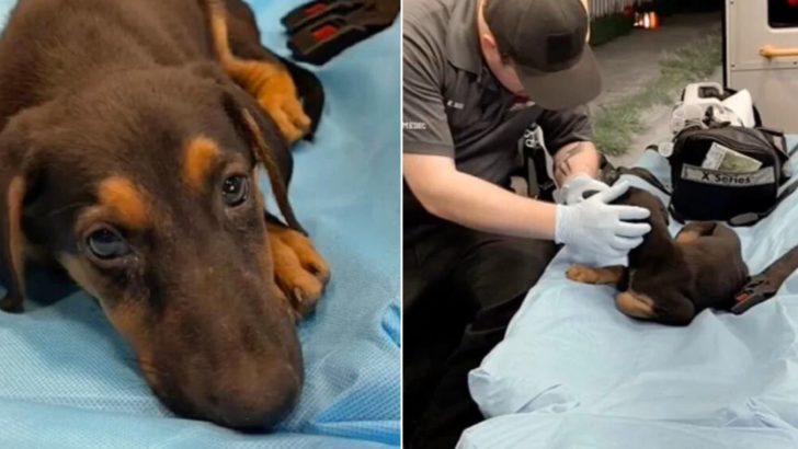 Hund war nach dem Tod seines Besitzers sehr traurig, doch ein freundlicher Sanitäter beschloss, ihn zu adoptieren