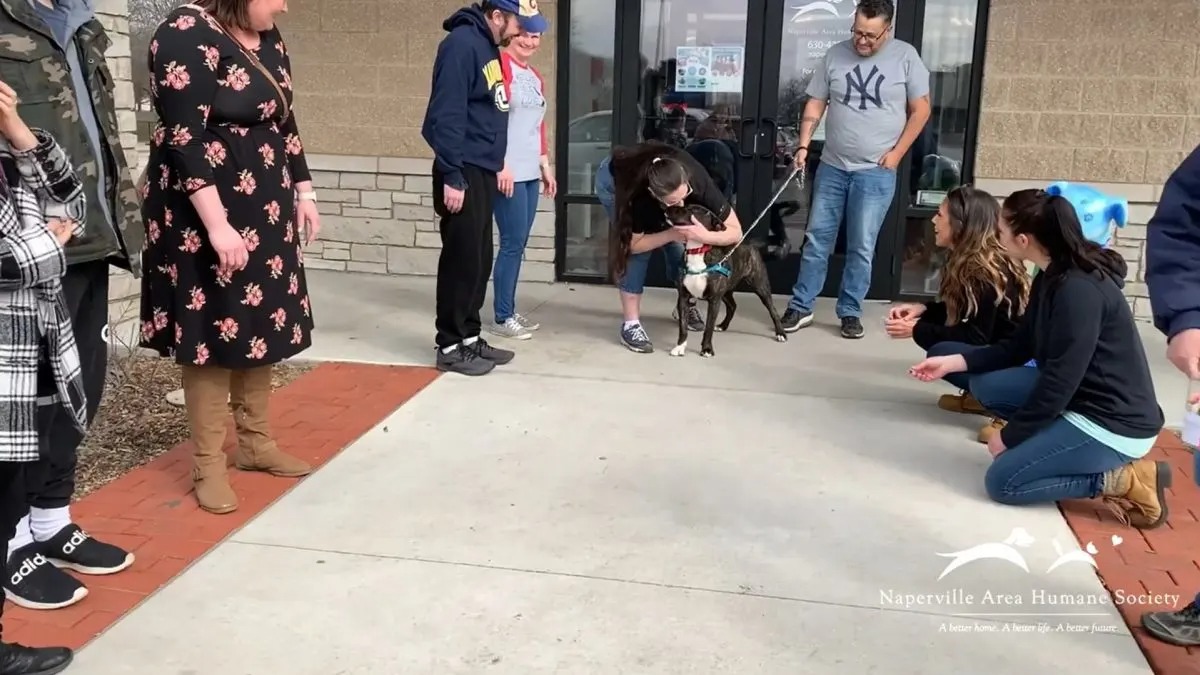 Hund wird endlich adoptiert und alle Gratulieren