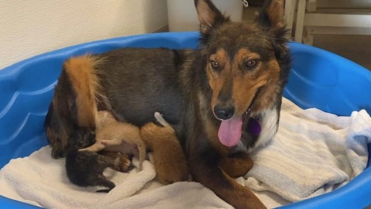 Hundemama, die ihre Babys verloren hat, erholt sich erstaunlich gut, als sie kleine Kätzchen adoptiert