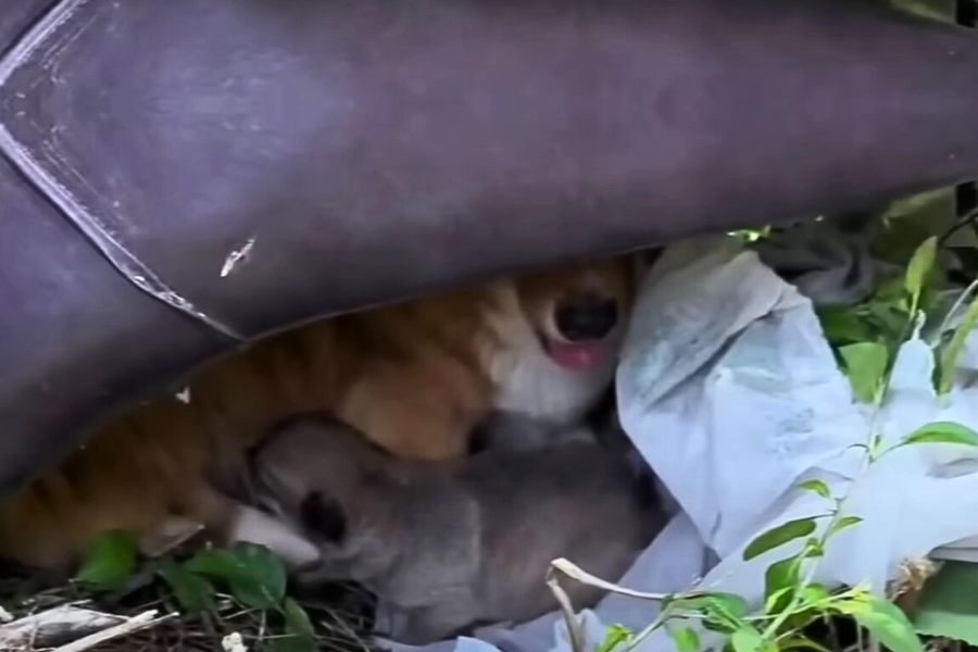 Hundemama und ihre Welpen unter einem Sofa_