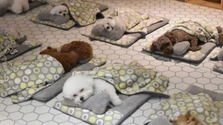 In dieser fantastischen Hundetagesstätte genießen Welpen in winzigen Schlafsäcken ihr Nickerchen