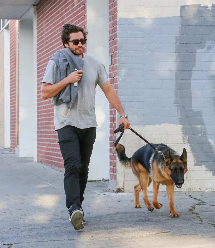 Jake Gyllenhaal spaziert mit seinem Schaeferhund