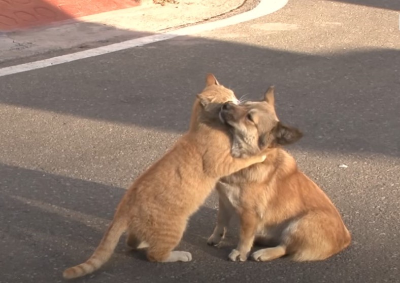 Katze umarmt Hund
