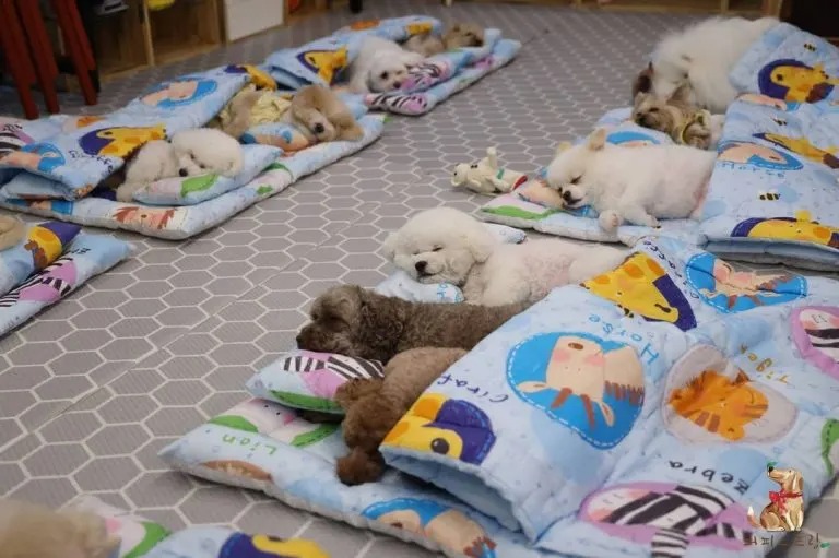 Kleine Hunde schlafen in bunten Schlafsaecken