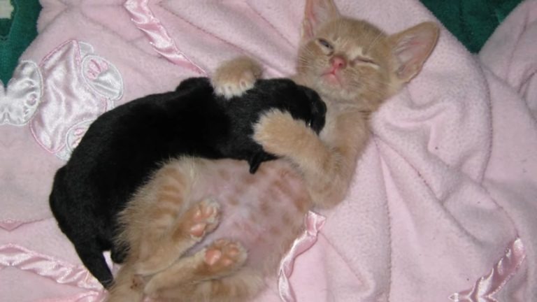 Kleine Katze und schwarzer Welpe liegen zusammengekuschelt im Bett