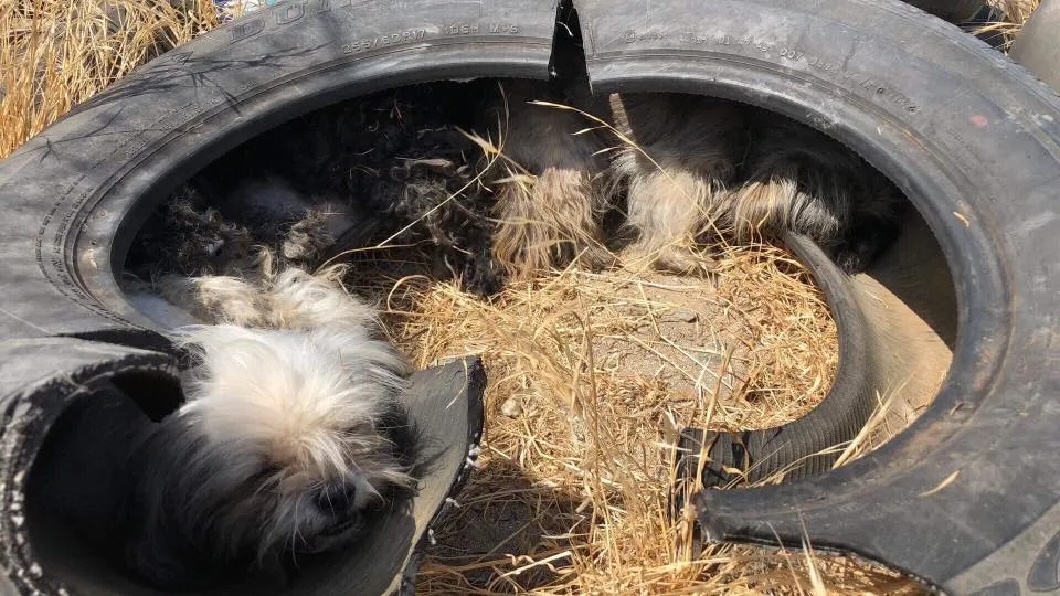 Kleine Welpen verstecken sich in einem Reifen