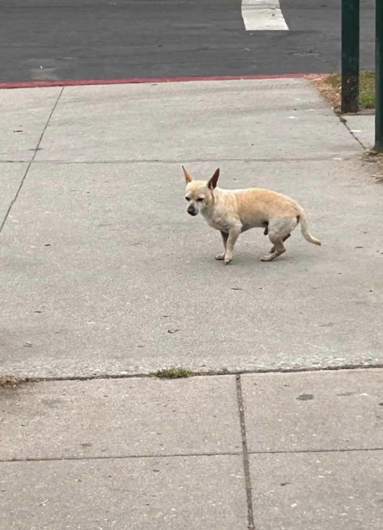 Kleiner Hund an einer Straßenecke