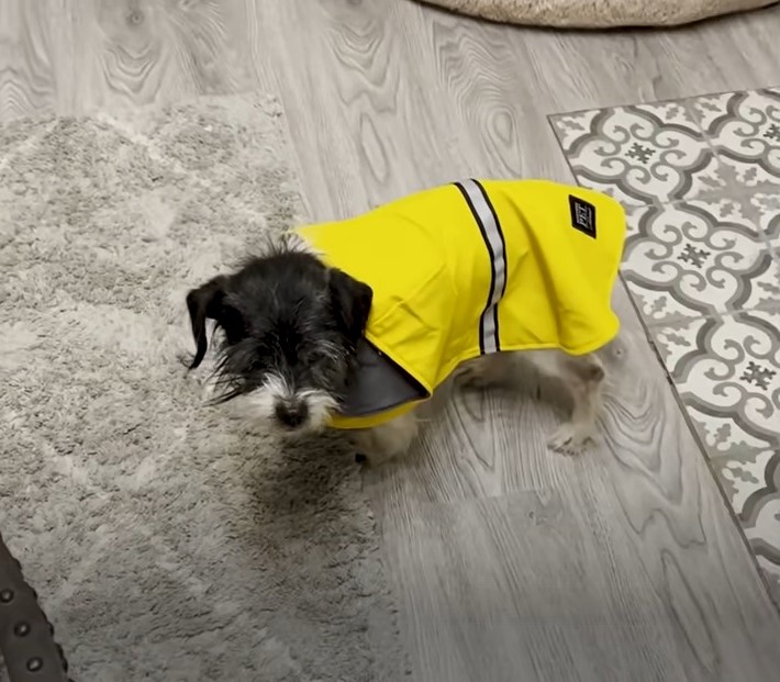 Kleiner Hund im gelben Anzug