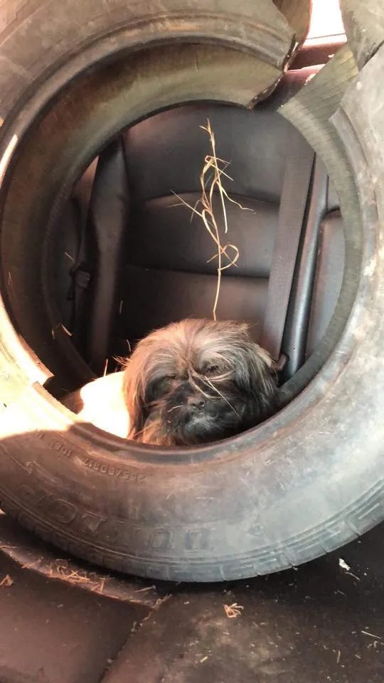 Kleiner Hund in einem Reifen schaut traurig in eine Richtung