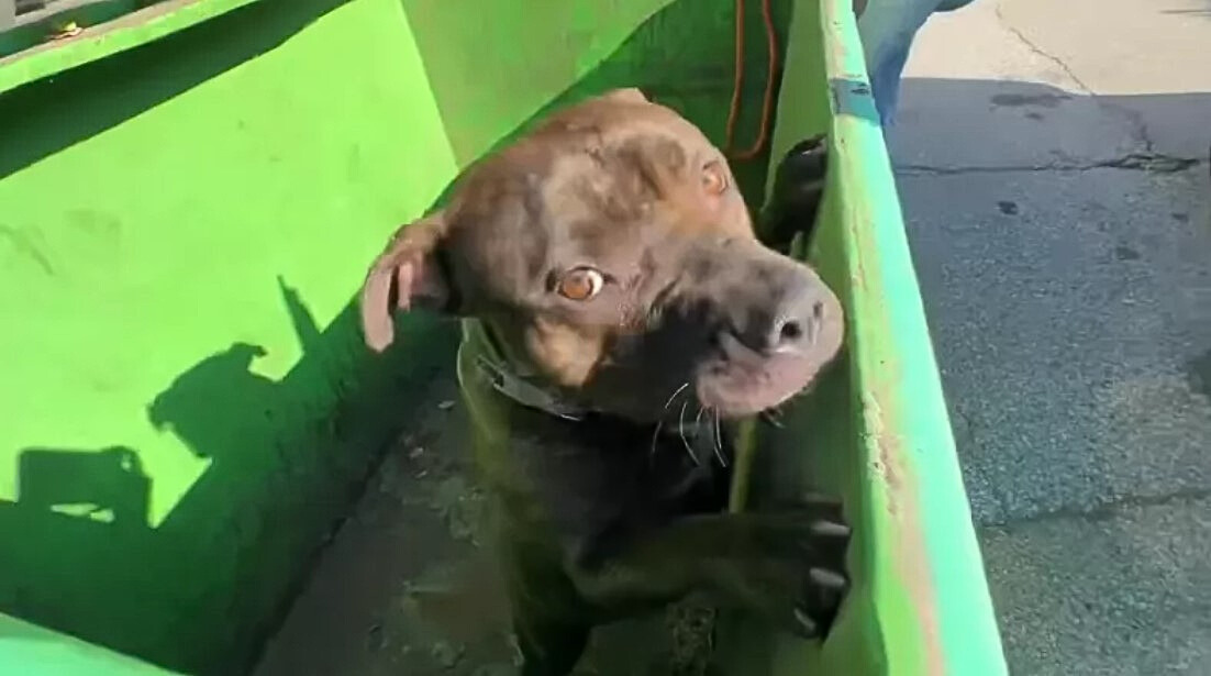 Kleiner Hund schaut traurig aus einem Muellcontainer