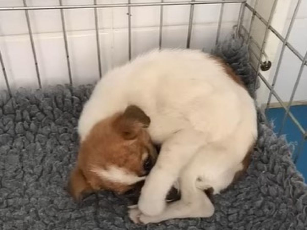 Kleiner Hund zusammengekauert in einer Hundebox