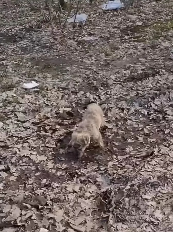 Kleiner Welpe sucht verzweifelt nach Futter im Waldgebiet