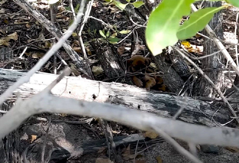 Kleiner Welpe versteckt sich im Wald