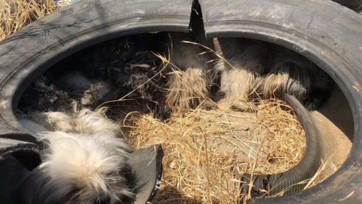 Kleines Hunderudel, das sich in einem Reifen vor der heißen Sonne versteckt, wird endlich bemerkt
