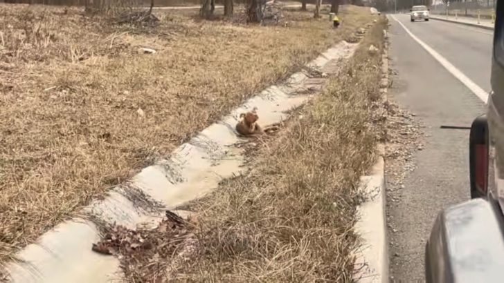 LKW-Fahrer entdeckt einen kleinen Hund im Straßengraben und rettet ihm das Leben