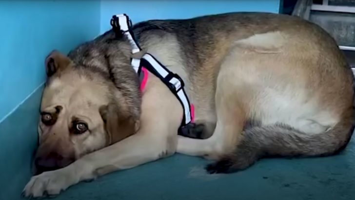 Liebenswerter Hund, nach langer Zeit im Tierheim, ist glücklich endlich adoptiert zu werden