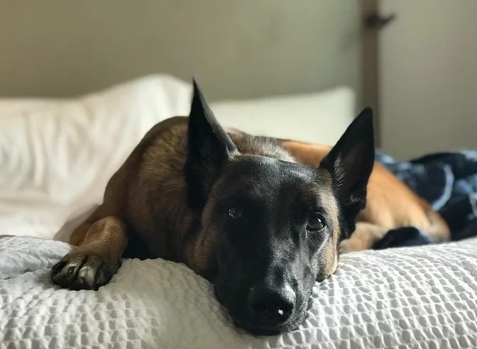 Malinois-Hund liegt auf dem Bett