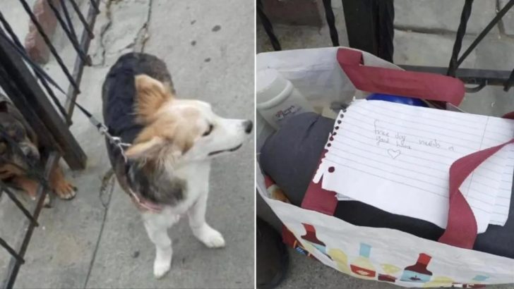 Mann findet ausgesetzten Hund mit herzzerreißender Notiz an seinem Zaun