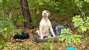 Hund allein im Wald