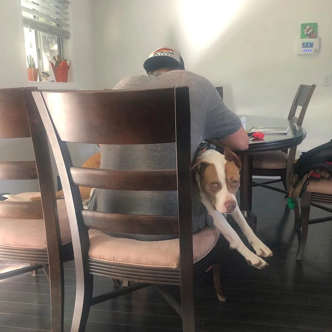 Mann sitzt am Tisch mit seinem Hund auf dem Schoß