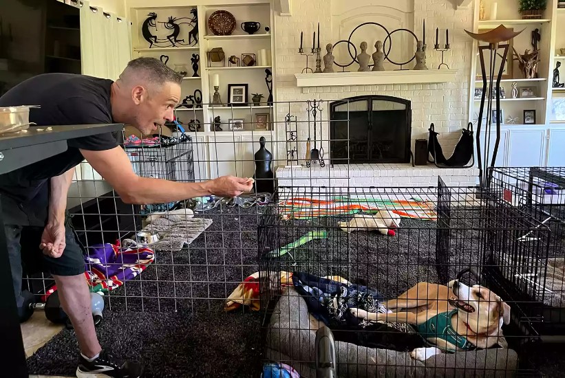 Mann spielt mit dem Hund und zeigt ihm Leckerlis in einer Hundebox