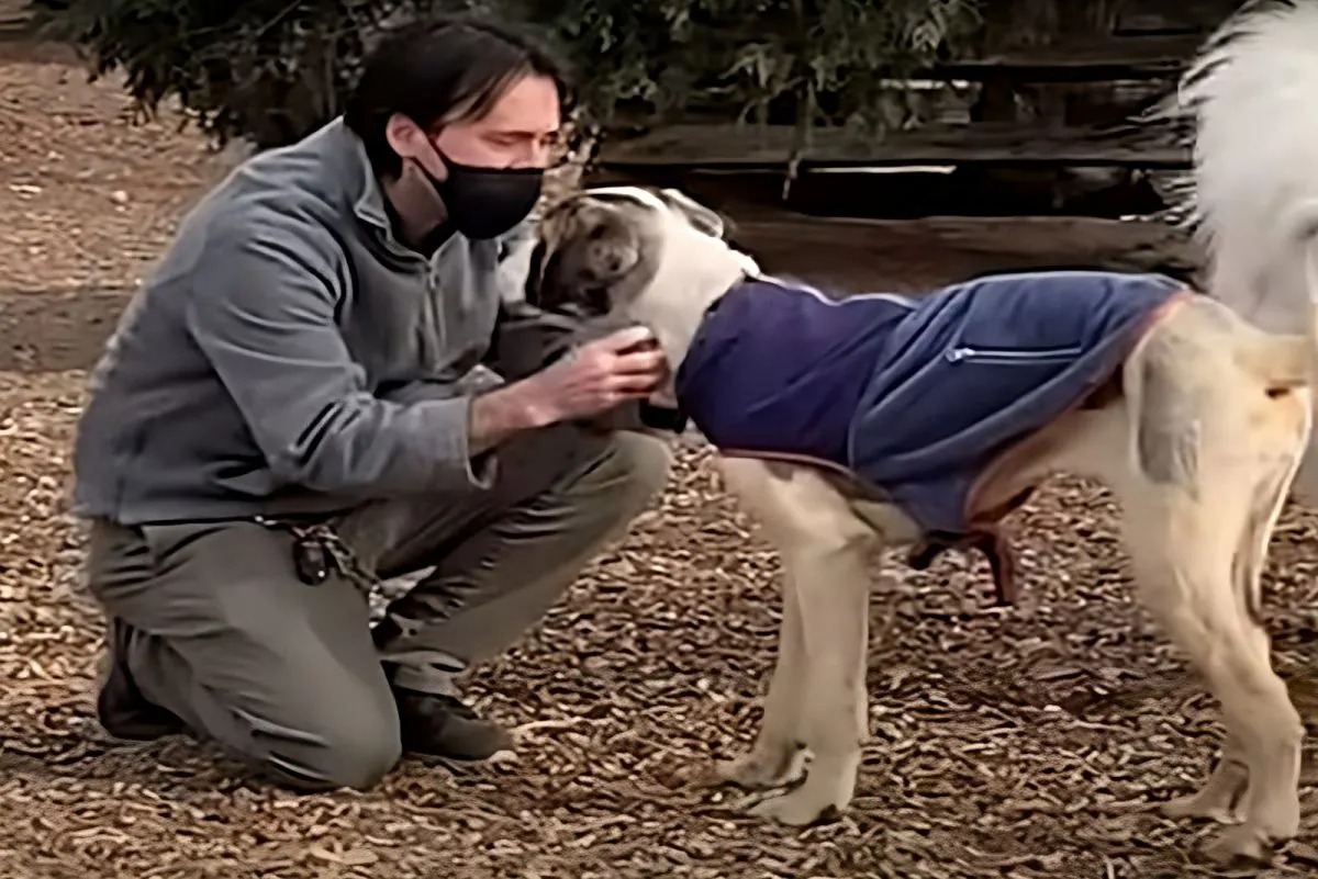 Mann streichelt Hund mit lila Jacke