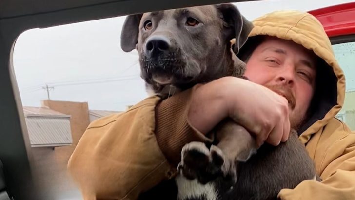Mann umarmt traurigen, auf einem Parkplatz zurückgelassenen Pitbull und nimmt ihn mit nach Hause