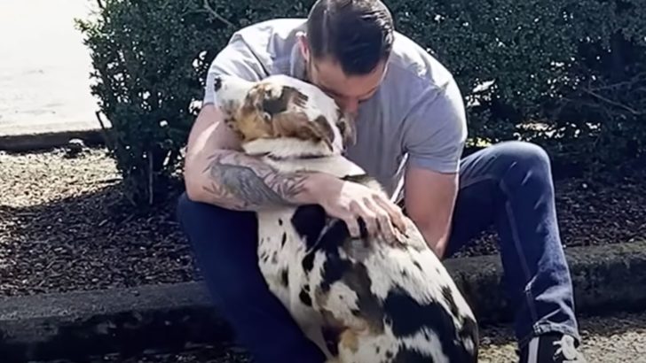 Misshandelter und verängstigter Hund lernt wieder zu vertrauen, nachdem er seinen neuen Papa trifft