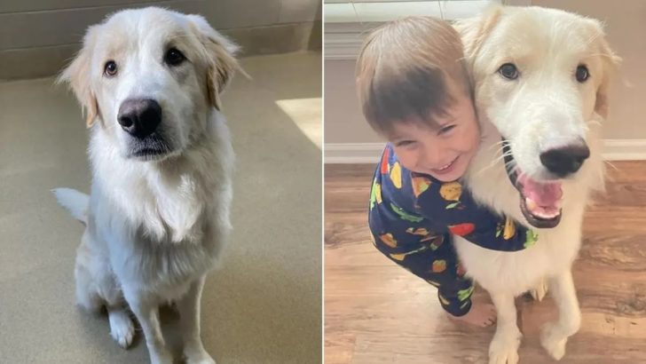 Nach 14 gescheiterten Adoptionen findet dieser Hund endlich ein Zuhause, auf das er gewartet hat
