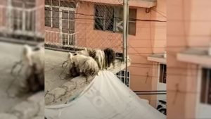Verwahrloste Hunde auf einem Dach