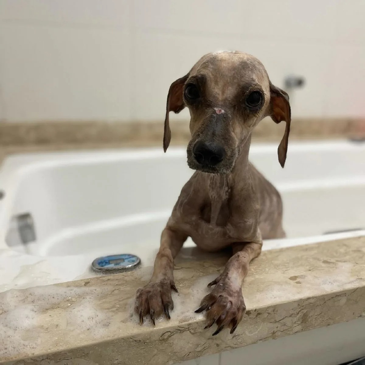 Nasser Hund nach seinem Bad