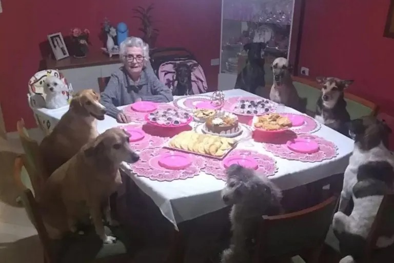 Oma am Geburtstagstisch mit ihren Hunden