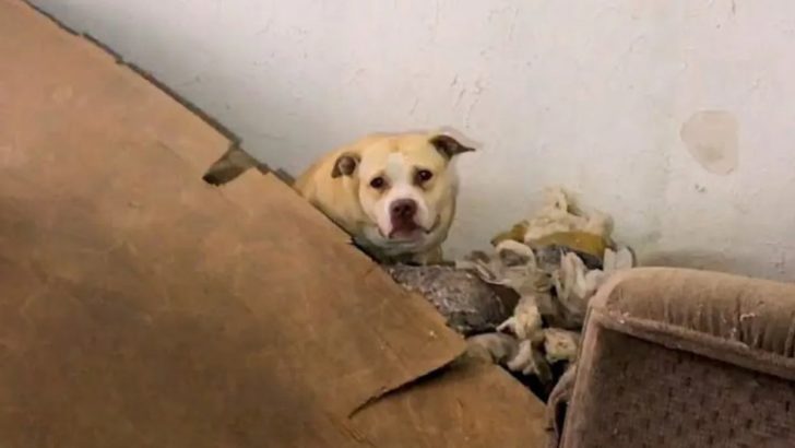 Pitbull-Hündin, die aus einem alten, verlassenen Haus gerettet wurde, ist jetzt das süßeste Mädchen