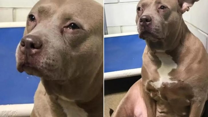 Pitbull-Mama, die im Tierheim ohne ihre Babys ausgesetzt wurde, konnte nicht aufhören zu weinen
