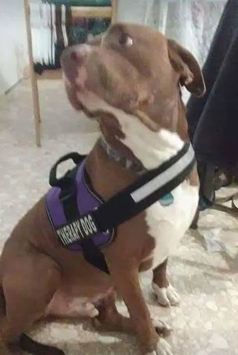 Pitbull als Diensthund und Therapiehund