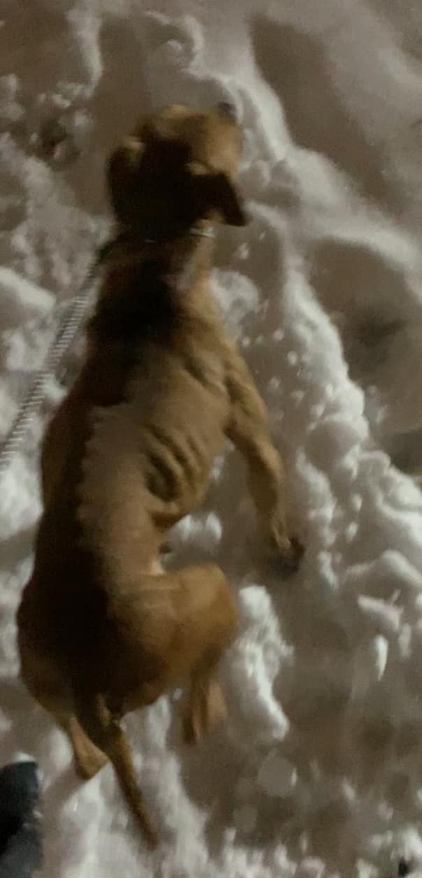 Pitbull im Schnee