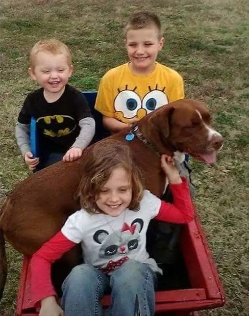 Pitbull mit drei Kindern