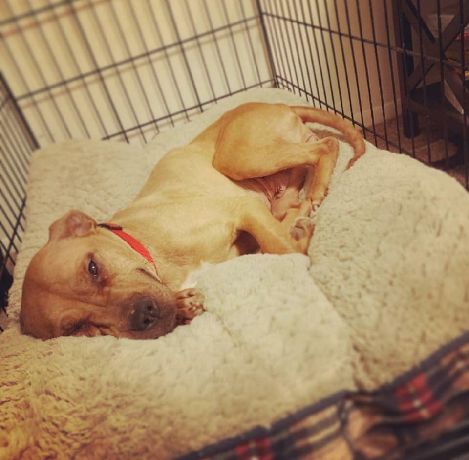Pitbull schläft auf einem Hundebett