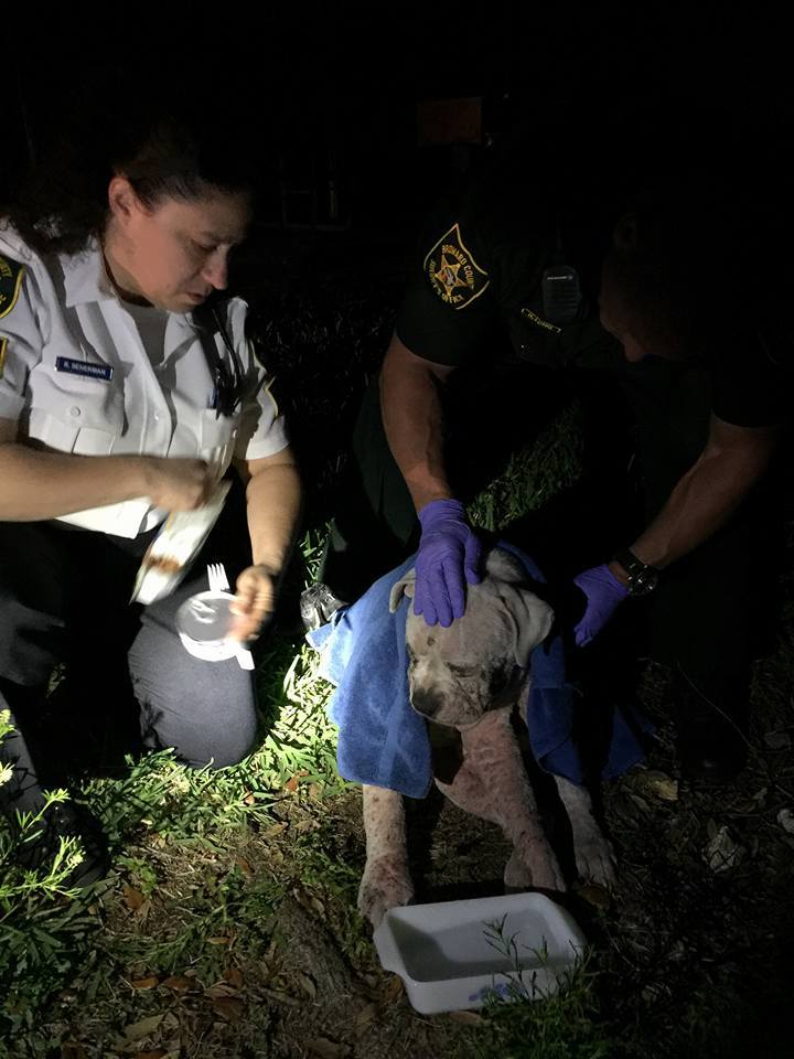 Polizei rettet ausgesetzten schwachen Hund