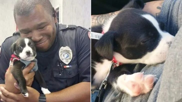 Polizeibeamter verhaftet einen entzückenden Welpen nach einem Routineanruf in einem Tierheim
