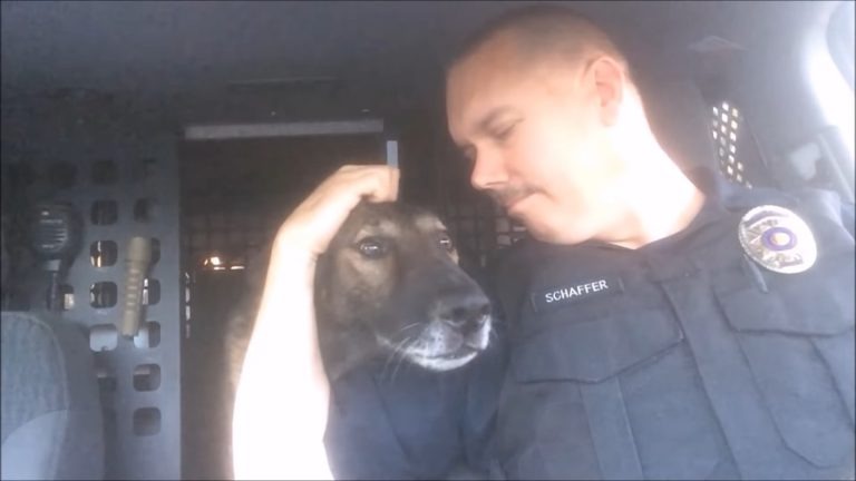 Polizeihund bekommt Streicheleinheiten