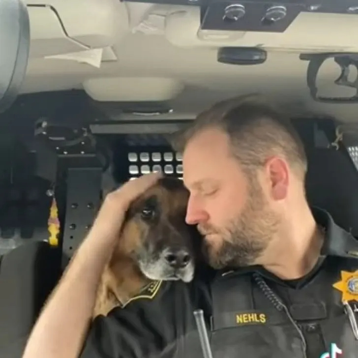 Polizeihund im Auto mit Polizist_