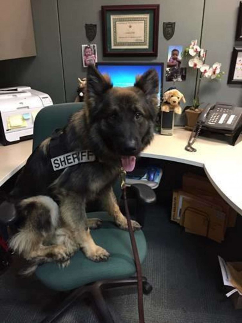 Polizeihund in Uniform auf seinem Arbeitsplatz