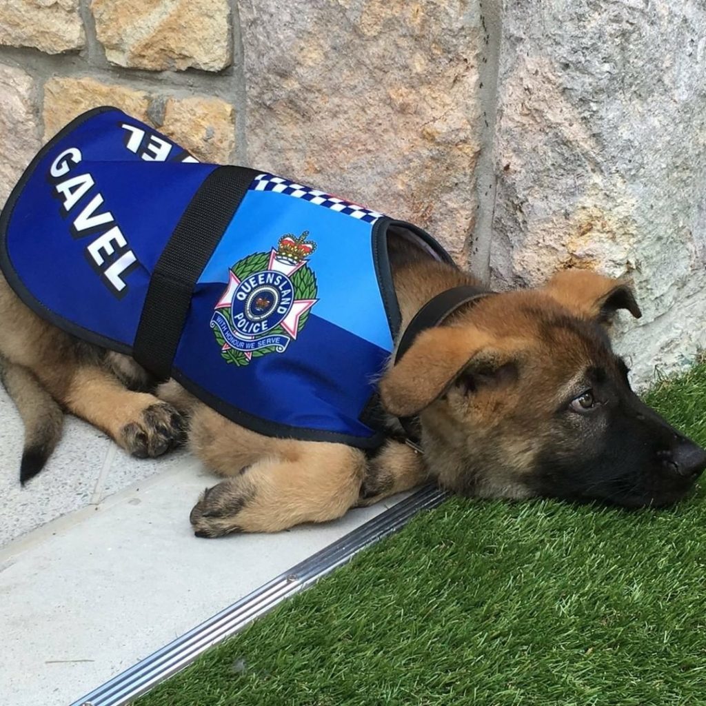 Polizeihund legt sich hin
