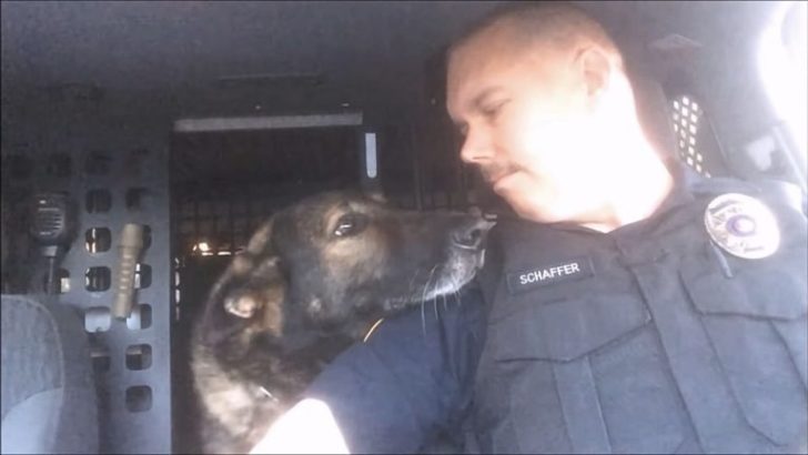 Polizeihund namens Faust mit letztem Funkspruch nach 8 Jahren Polizeidienst geehrt