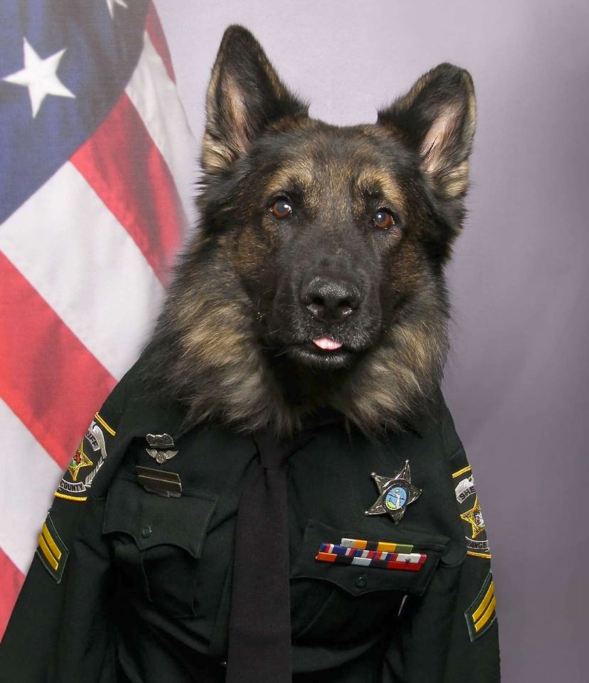 Polizeihund posiert fuer Foto in seiner Uniform