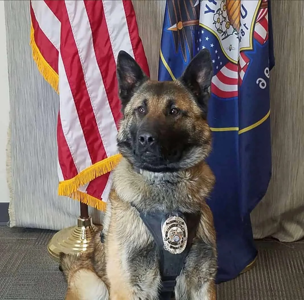 Polizeihund posiert vor Flaggen für ein Foto