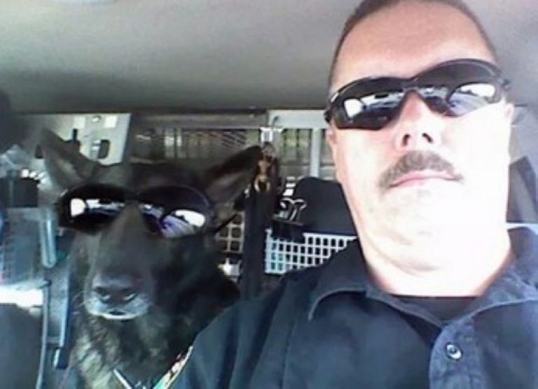 Polizeihund und Polizist mit Sonnenbrillen