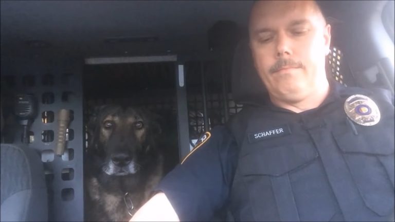Polizeihund und Polizist sitzen im Auto