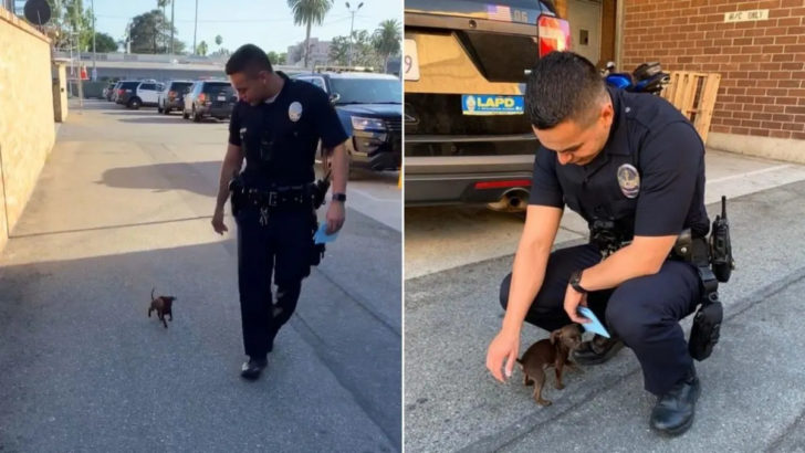 Polizist adoptiert einen winzigen Streuner, den er auf der Straße gefunden hat